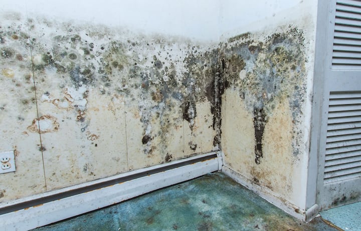 mold removal lancaster